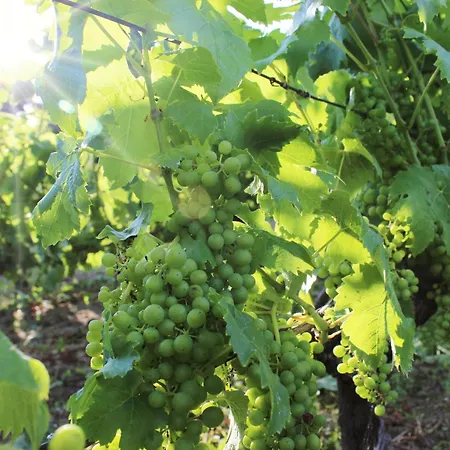 Weingut Winzerbar * Naumburg (Saale)