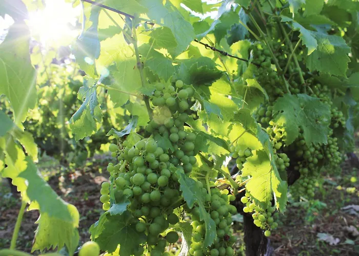 Weingut Winzerbar * Naumburg (Saale)